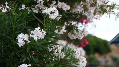 Flower petals fall from the bush. Stock Footage 119269992
