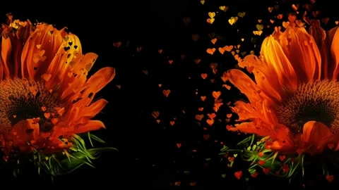 Flower petals falling 3D concepts Stock Footage 142390731