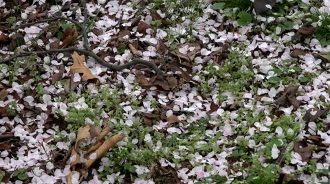 Flower Petals Falling On The Ground 4K Video stock 48945912