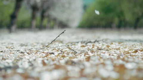 Flower petals falling on the ground Stock Footage 275627487