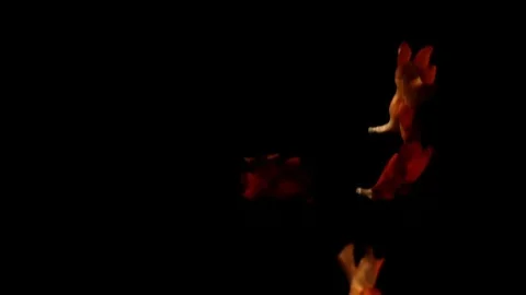 Flower Petals Falling Orange Slow Motion Stock Footage 71189300