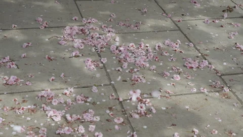 Flower petals falling on the pavement from cherry trees. Stock Footage 264212889
