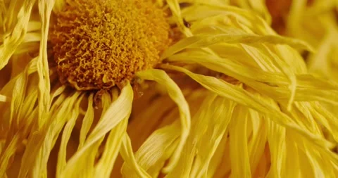 Flower petals Stock Footage 146478520