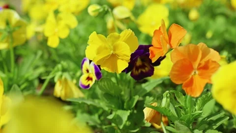 Flower petals Stock Footage 274501965