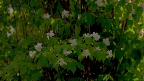 Flower petals Stock Footage 279648604