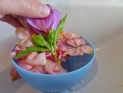 Flower petals in hands Stock Photos