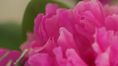 Flower Petals Macro Stock Footage 135660740