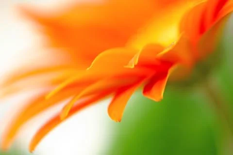 Flower petals macro 写真素材