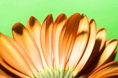 Flower Petals Stock Photos