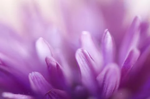 Flower petals Foto stock