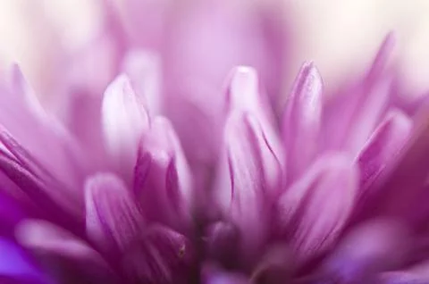 Flower petals Stock Photos
