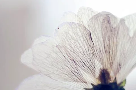 Flower Petals Stock Photos