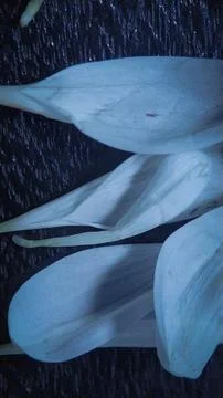 Flower petals Stock Photos