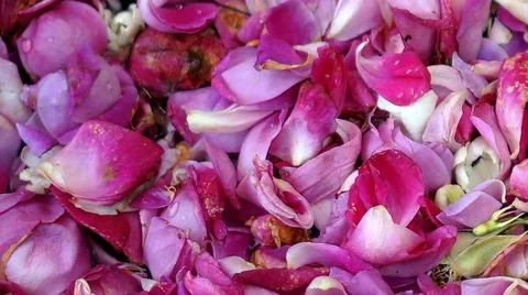 Flower Petals Stock Photos