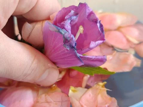 Flower petals Stock Photos