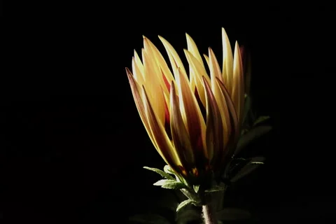 Flower petals stir timelapse Stock Footage 48117198