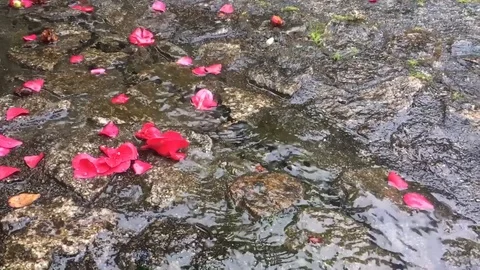 Flower petals on a stone path in the rain Stock Footage 124999838