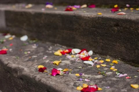 Flower petals on stone steps Stock Photos