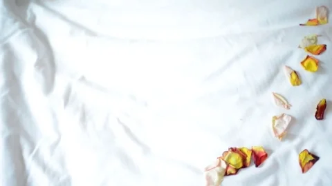 Flower Petals on White Bed Stock Footage 75038070