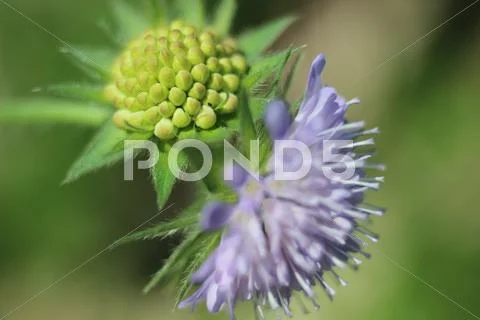Flower Stock Photos