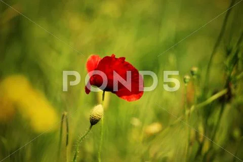 Flower Stock Photos