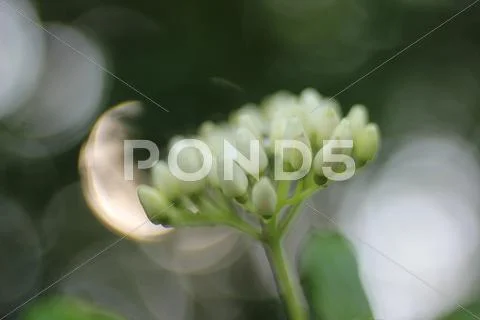 Flower Stock Photos