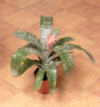 Flower 스톡 사진