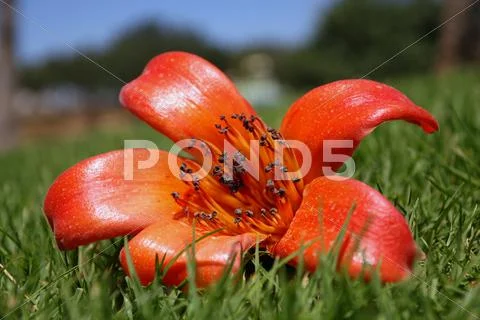 Flower Stock Photos