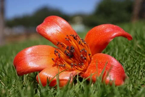 Flower Stock Photos