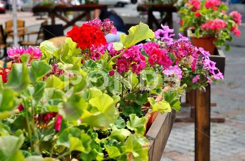 Flower Stock Photos