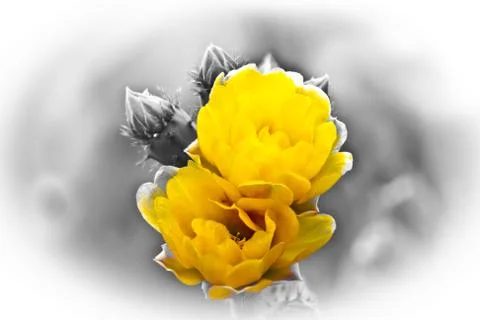 Flower Stock Photos