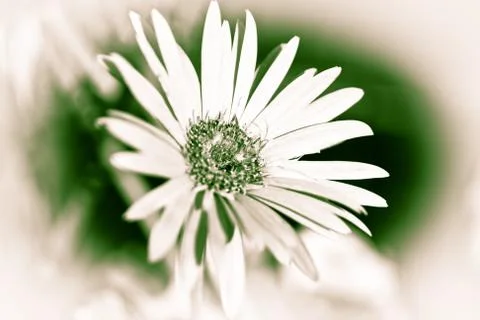 Flower Stock Photos