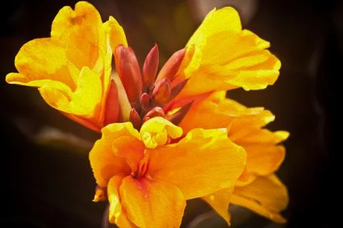 Flower Stock Photos