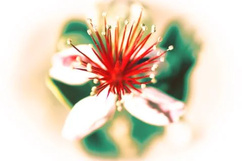 Flower Stock Photos