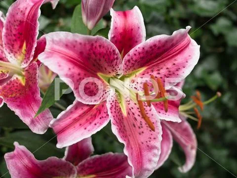 Flower Stock Photos
