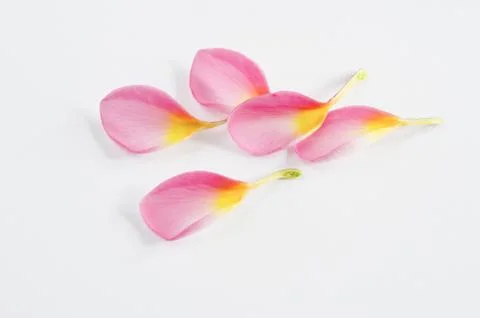 Flower 스톡 사진