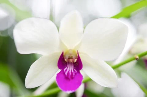 Flower Foto stock
