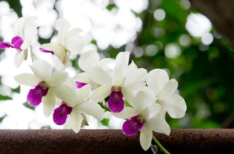 Flower Stock Photos