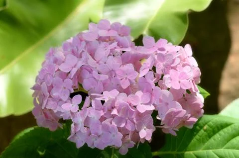 Flower 스톡 사진