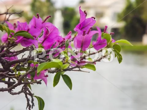 Flower Stock Photos