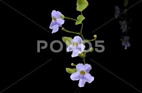 Flower Stock Photos