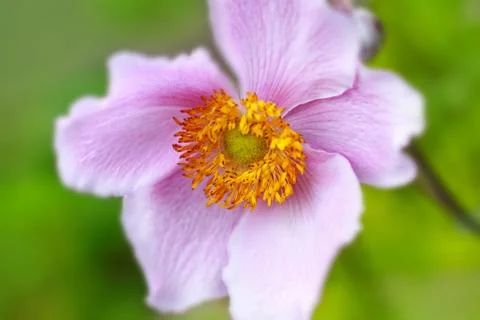 Flower Stock Photos