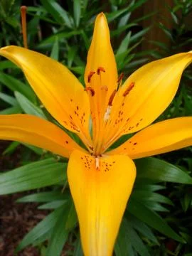 Flower Fotos de archivo