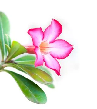 Flower. 스톡 사진