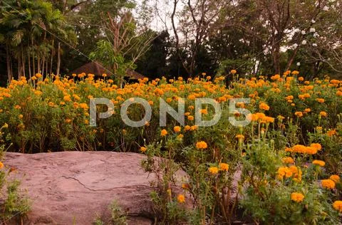Flower Stock Photos