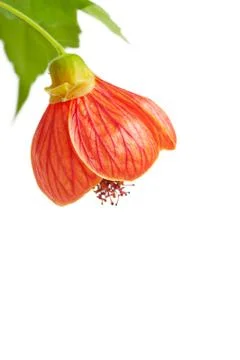 Flower Foto stock