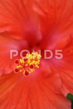 Flower Stock Photos