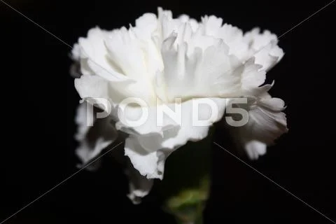 Flower Stock Photos