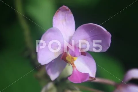 Flower Stock Photos