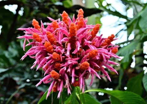 Flower Fotos de archivo